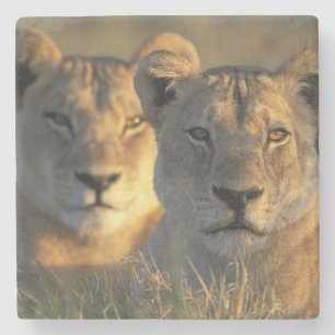 Botswana, Chobe National Park, Lionesses Stone Coaster