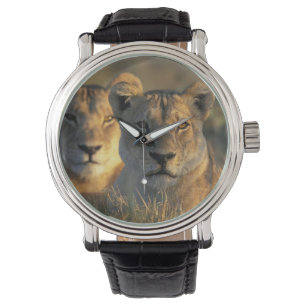 Botswana, Chobe National Park, Lionesses Watch