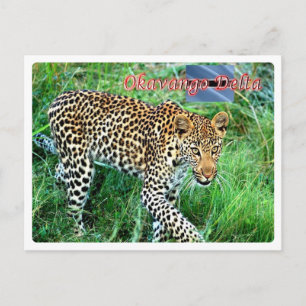 Botswana - Okavango Delta - Postcard