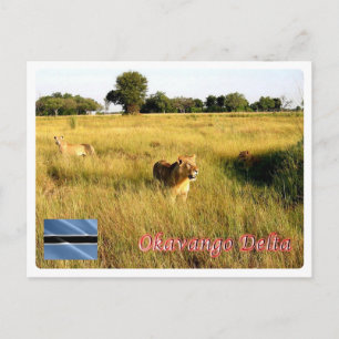 Botswana - Okavango Delta - Postcard