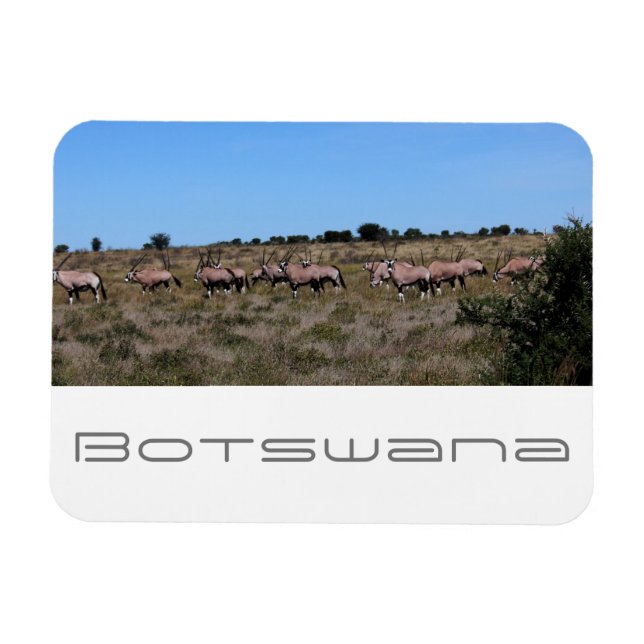 Botswana Oryx Animals Savannah Travel Magnet (Horizontal)