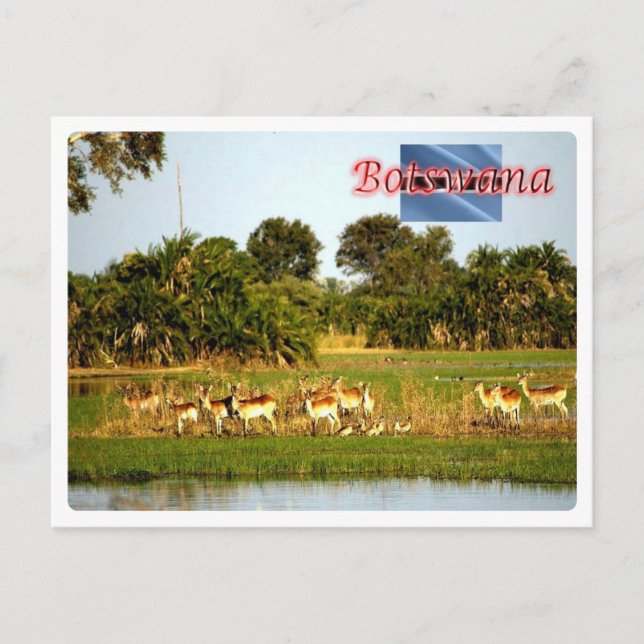 Botswana - postcard (Front)