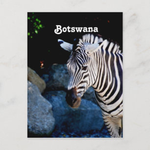 Botswana Zebra Postcard