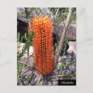 Bottle Brush Flower, Spring bush, Australia Postcard