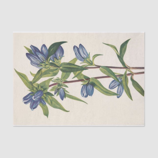 Bottle Gentian by Mary Vaux Walcott Tissue Paper (Front)