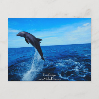 Bottle nose dolphin postcard