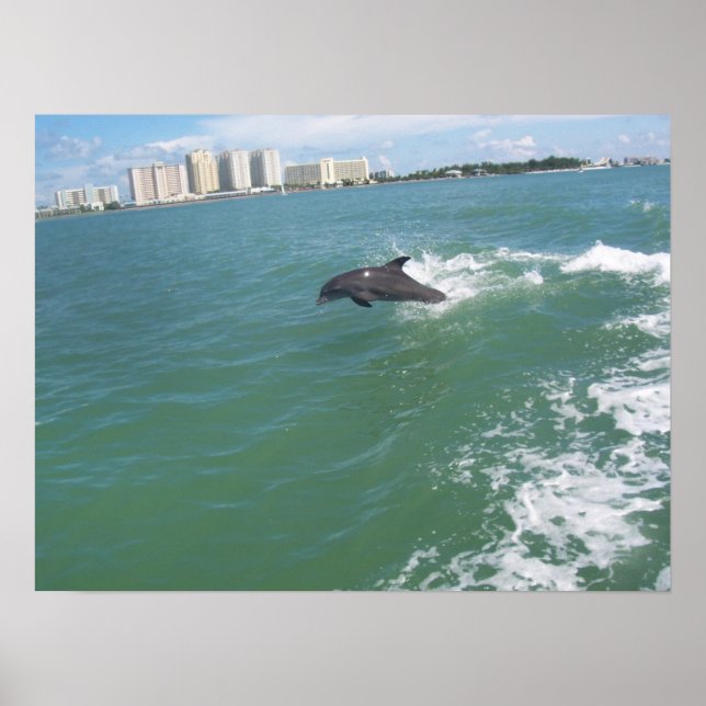 bottle nose dolphin taking a free ride poster (Front)