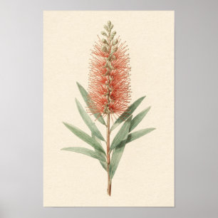 Bottlebrush Flower Botanical Poster