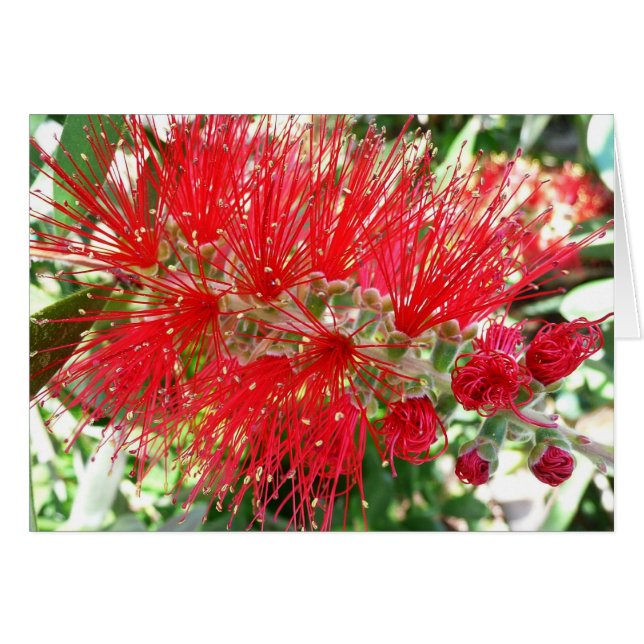 Bottlebrush Flower Red Tropical Floral (Front Horizontal)