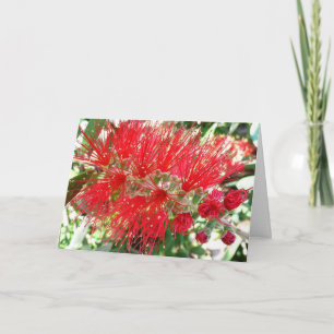 Bottlebrush Flower Red Tropical Floral Card