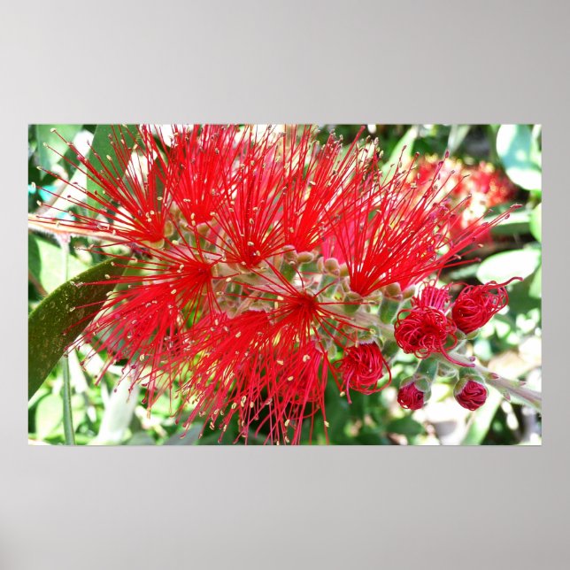 Bottlebrush Flower Red Tropical Floral Poster (Front)