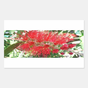 Bottlebrush Flower Red Tropical Floral Rectangular Sticker