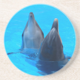bottlenose dolphin fish marine ocean under water coaster