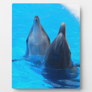 bottlenose dolphin fish marine ocean under water plaque