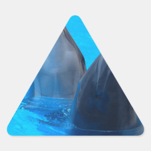 bottlenose dolphin fish marine ocean under water triangle sticker