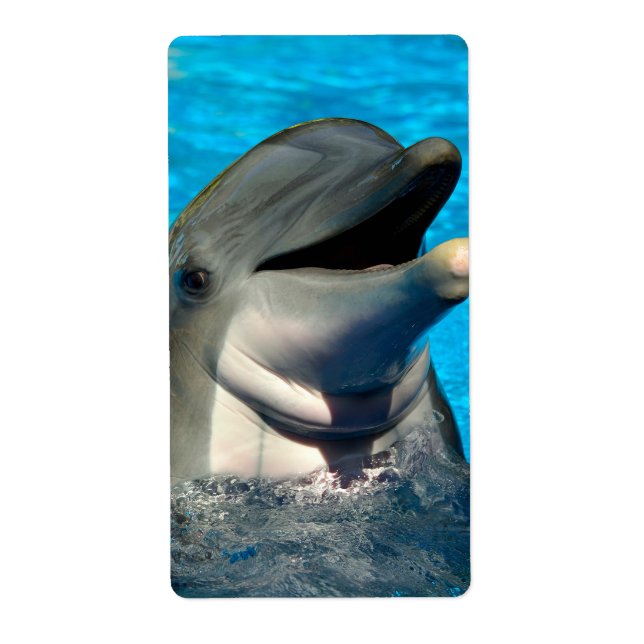 Bottlenose dolphin head (Front)