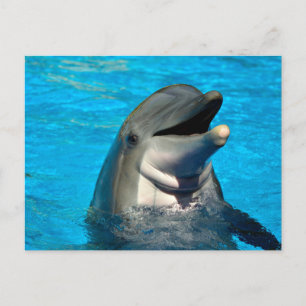 Bottlenose dolphin head holiday postcard