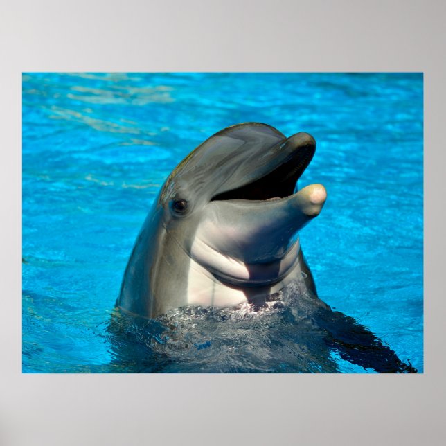 Bottlenose dolphin head poster (Front)