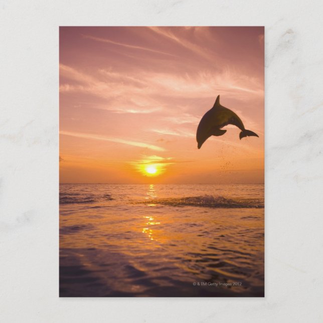 Bottlenose Dolphin jumping 2 Postcard (Front)