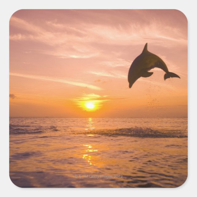 Bottlenose Dolphin jumping 2 Square Sticker (Front)