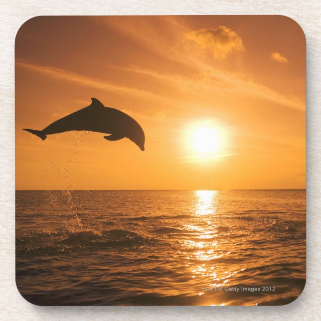 Bottlenose Dolphin jumping Coaster (Front)