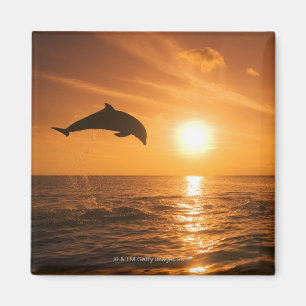 Bottlenose Dolphin jumping Magnet