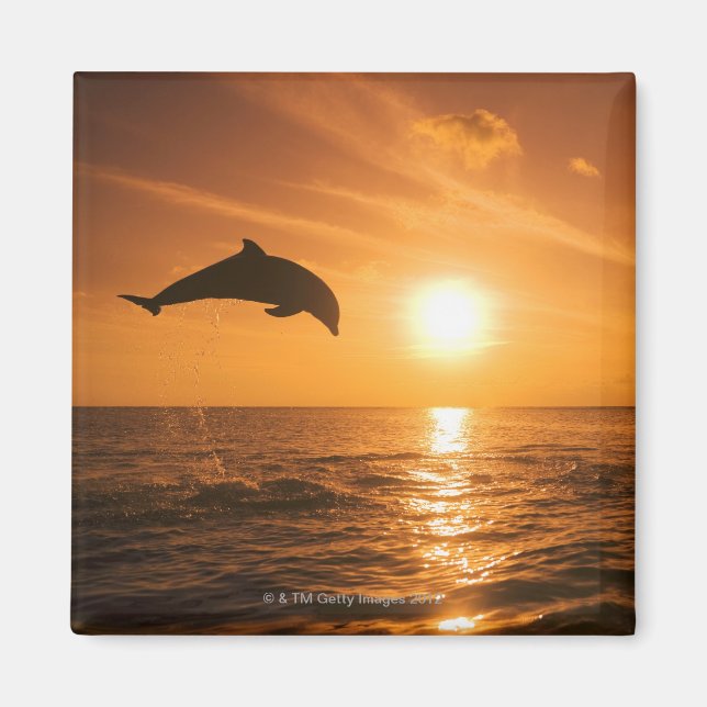 Bottlenose Dolphin jumping Magnet (Front)