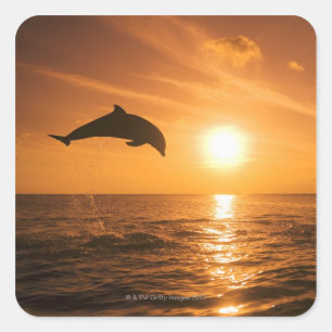 Bottlenose Dolphin jumping Square Sticker