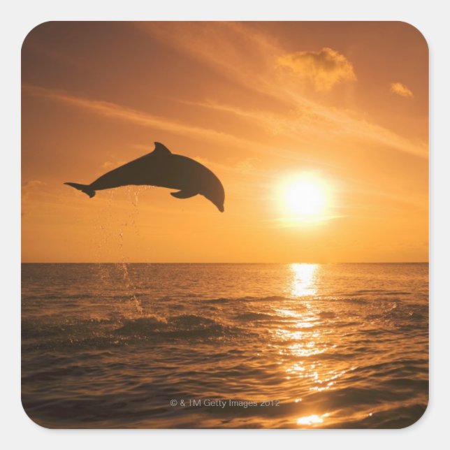 Bottlenose Dolphin jumping Square Sticker (Front)