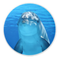 Bottlenose Dolphin looks at the camera under water