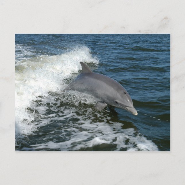 bottlenose dolphin photo postcard (Front)