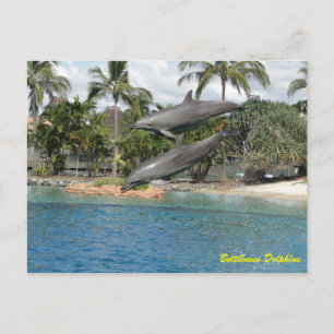 Bottlenose Dolphin Postcard