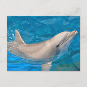 Bottlenose dolphin postcard