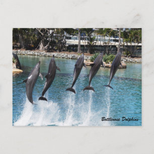 Bottlenose Dolphin Postcard