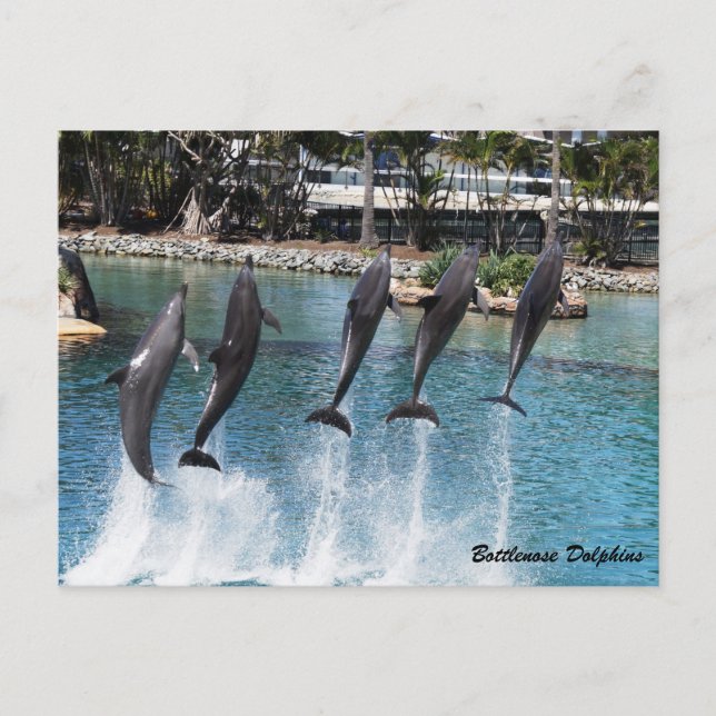 Bottlenose Dolphin Postcard (Front)