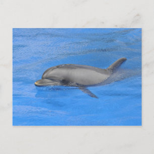 Bottlenose dolphin postcard