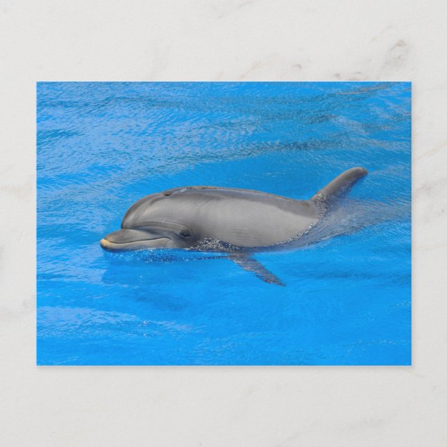 Bottlenose dolphin postcard (Front)
