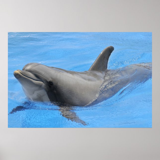 Bottlenose dolphin poster (Front)