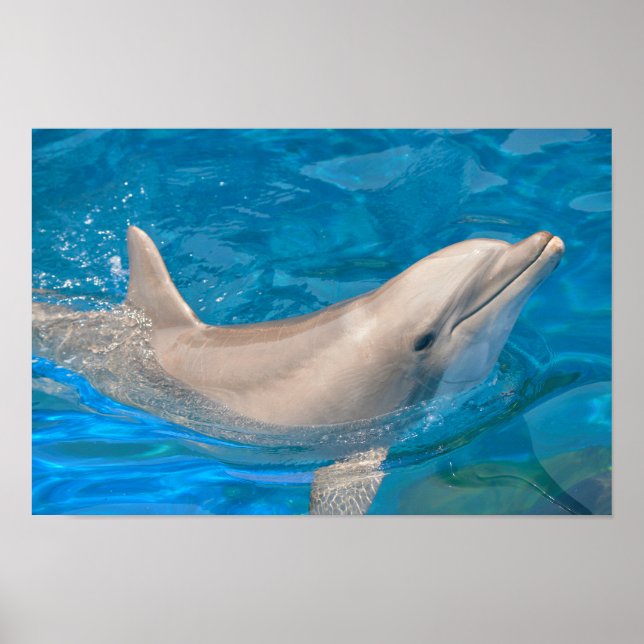 Bottlenose dolphin poster (Front)