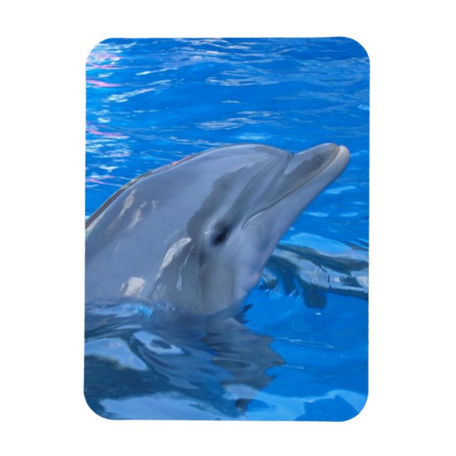 Bottlenose Dolphin Premium Magnet (Vertical)