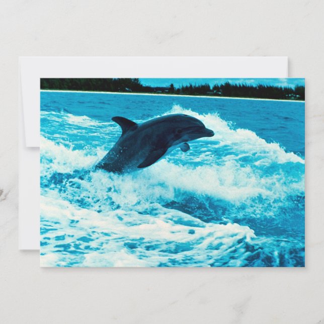 Bottlenose dolphin (Tursiops truncatus), Bahama Is (Front)