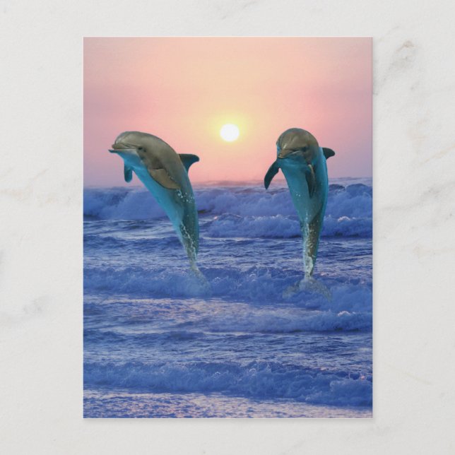 Bottlenose Dolphins at sunrise Postcard (Front)