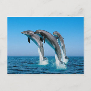 bottlenose dolphins jumping out of clear blue sea postcard
