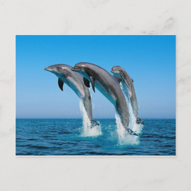 bottlenose dolphins jumping out of clear blue sea postcard (Front)