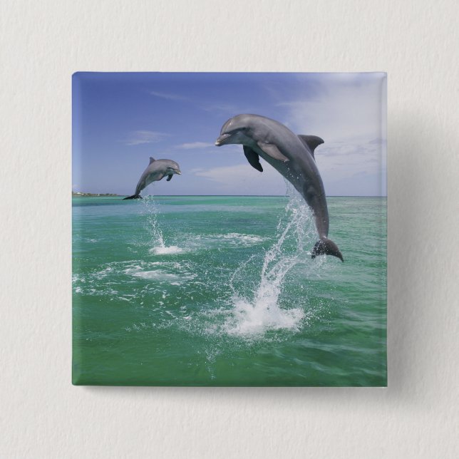 Bottlenose Dolphins Tursiops truncatus 15 Cm Square Badge (Front)