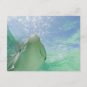 Bottlenose Dolphins Tursiops truncatus) 26 Postcard
