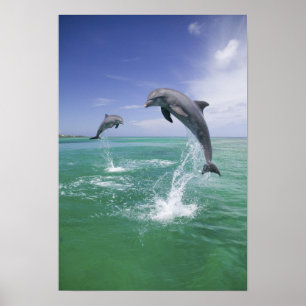 Bottlenose Dolphins Tursiops truncatus) 4 Poster