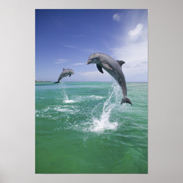 Bottlenose Dolphins Tursiops truncatus) 4 Poster (Front)