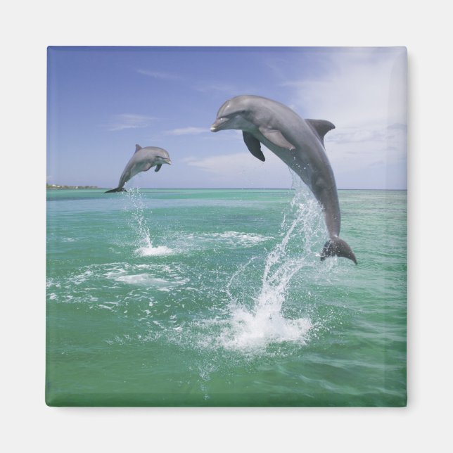 Bottlenose Dolphins Tursiops truncatus Magnet (Front)