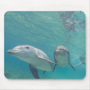 Bottlenose Dolphins Tursiops truncatus Mouse Mat